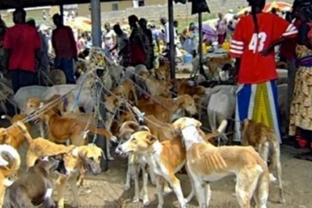 Over 9,000 sign petition to stop Nigerians from eating dogs