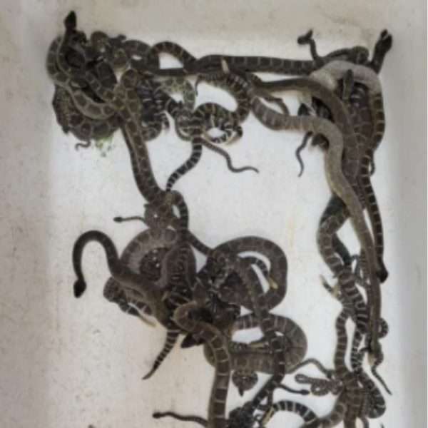 Nearly 90 Pacific rattlesnakes found in a woman’s house