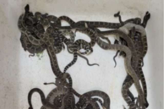 Nearly 90 Pacific rattlesnakes found in a woman’s house