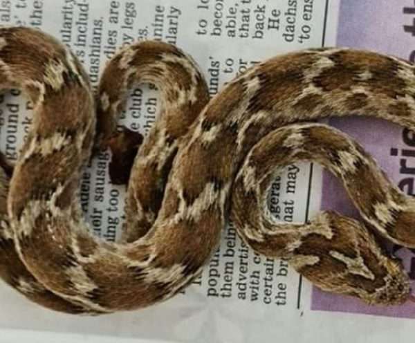 Poisonous and ‘very agitated’ snake found in English shipping container