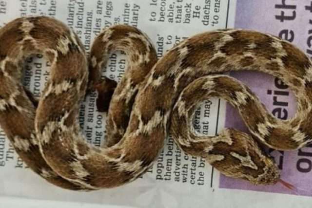 Poisonous and ‘very agitated’ snake found in English shipping container