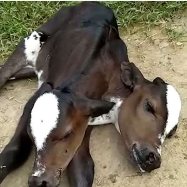 Two-headed calf born in Brazil