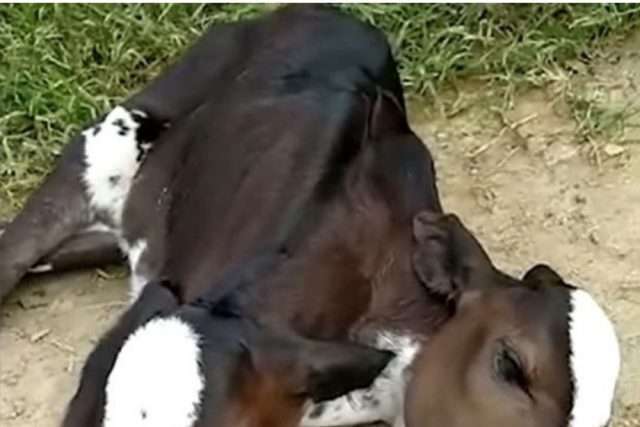 A two-headed calf born in Brazil causes confusion among vets