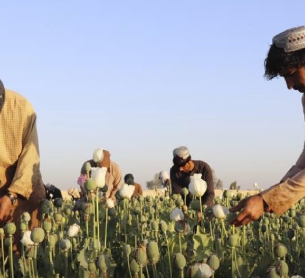 The supreme leader of Afghanistan has banned the cultivation of narcotics