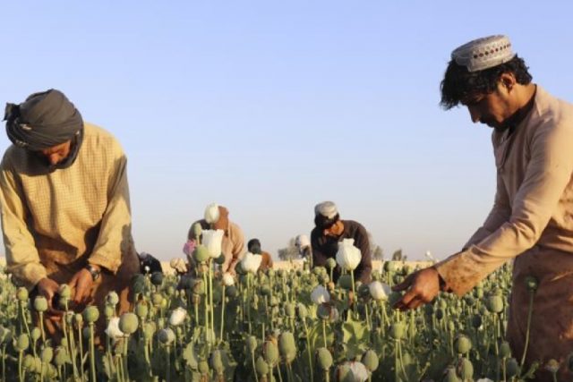 The supreme leader of Afghanistan has banned the cultivation of narcotics