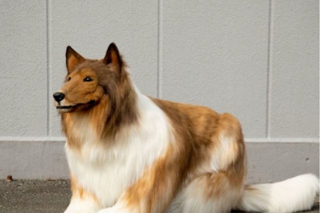 Man spends Ksh. 1.4 million to become a dog