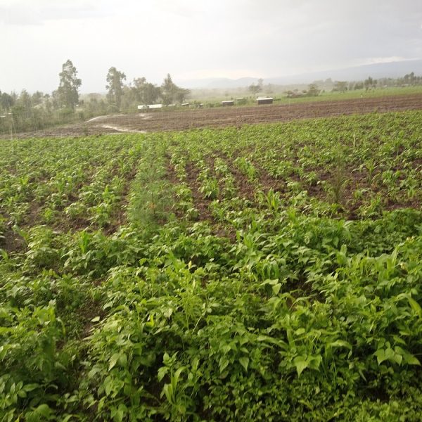 Farms in Kiambogo Nakuru flood