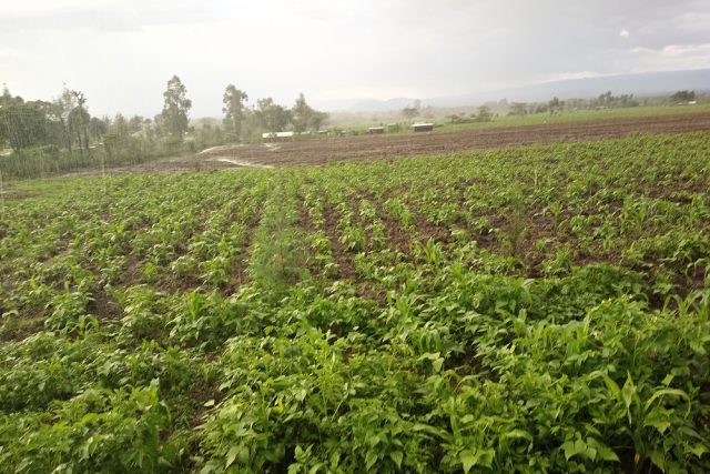 Farms in Kiambogo Nakuru flood