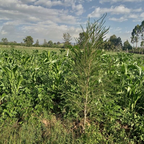 Maize is doing well in Nakuru County