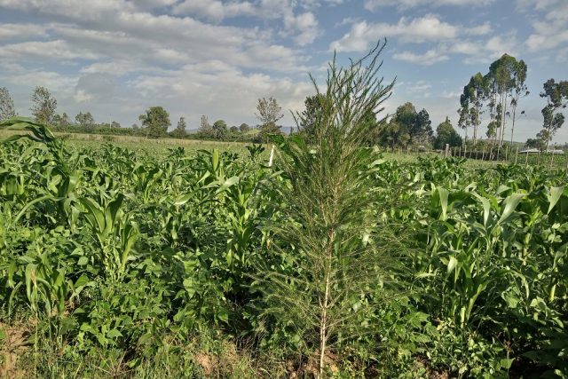 Maize is doing well in Nakuru County