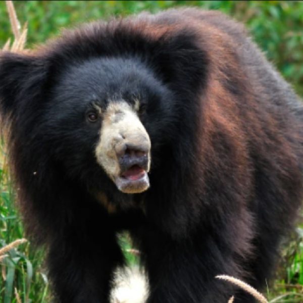 Bear kills and spends four hours eating a couple in India