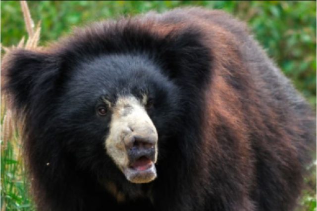 Bear kills and spends four hours eating a couple in India