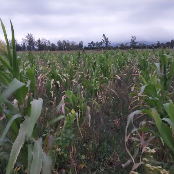 Rains are long over due in Nakuru