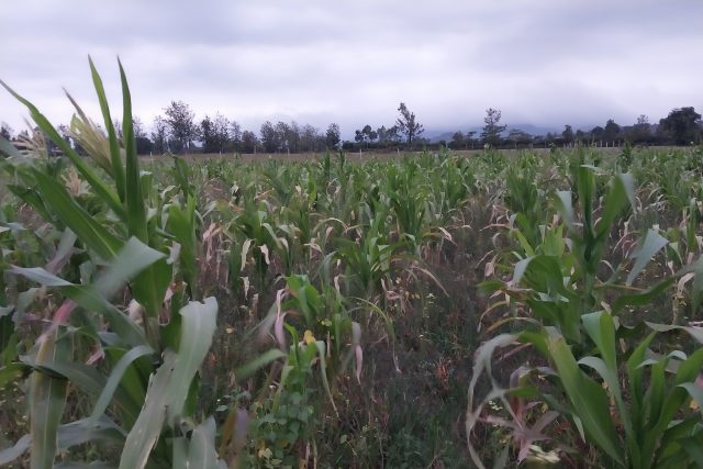 Rains are long over due in Nakuru