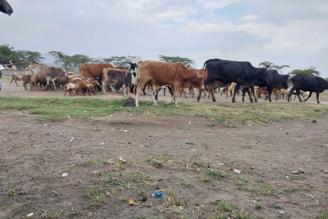 Drought leaves Maasai pastoralists devastated in Nakuru County