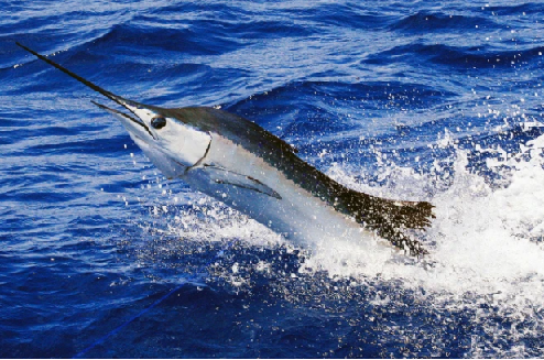 Woman stabbed by sailfish in Florida coast