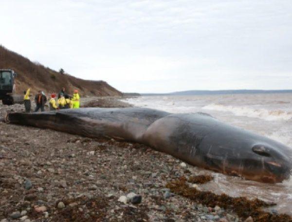 Huge amount of human litter was found inside a dead sperm whale