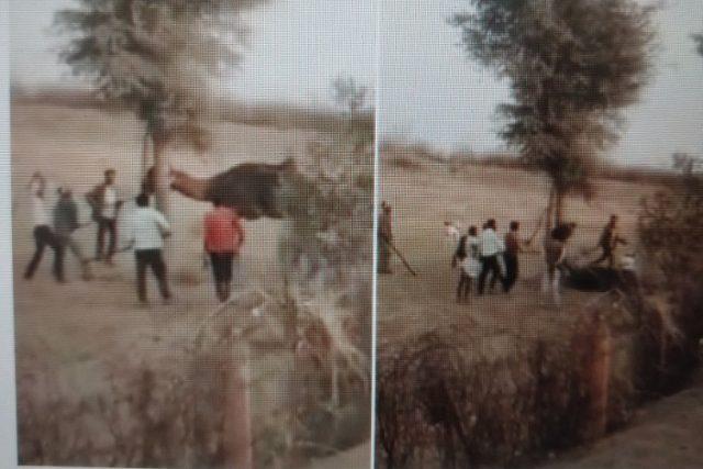 Camel ‘bites off its owner’s head’ in India and it was beaten to death by angry villagers