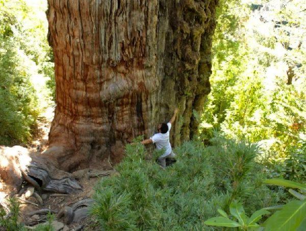 World’s oldest tree in Southern Chile