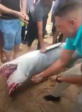 Authorities capture and kill shark that killed a man in Egypt